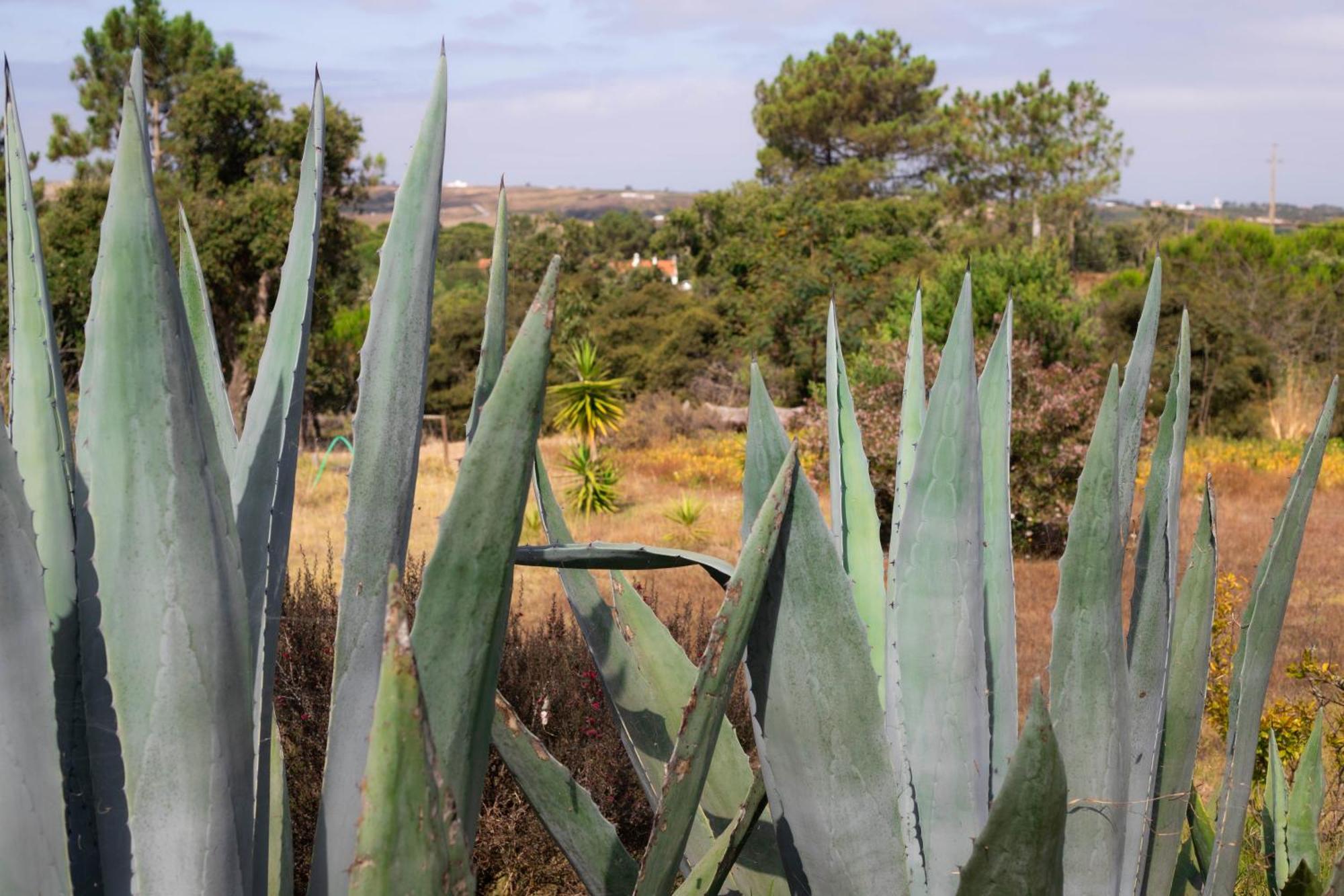 Monte Da Urze Aljezur - Agroturismo Dış mekan fotoğraf